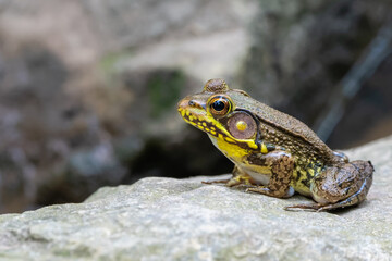 Green Frog