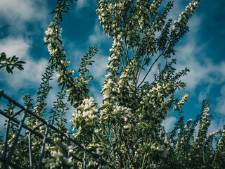 leaves against blue sky