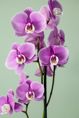 Fototapeta na wymiar Isolated Purple Phalaenopsis orchids with a white center bloom