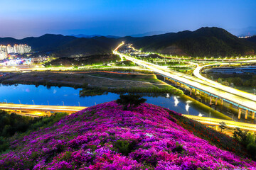 여명이 밝아오는 고속도로가 보이는 산중턱에 핀 연산홍Yeonsan-hong blooming on the mountainside overlooking the highway at dawn - obrazy, fototapety, plakaty