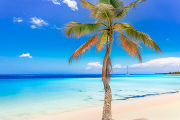 Fototapeta na wymiar Turquoise beach in Saona Island, Punta Cana, Dominican
