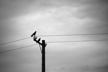 The birds are perched on the electric wire.