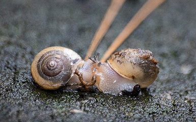 Snails love on rainy days