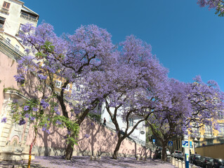 Obraz premium Purple blossom: iconic Jaracanda trees with flowers in historic area of Lisbon, Portugal 