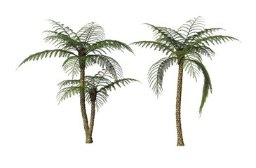 Tropical plants on a white background
