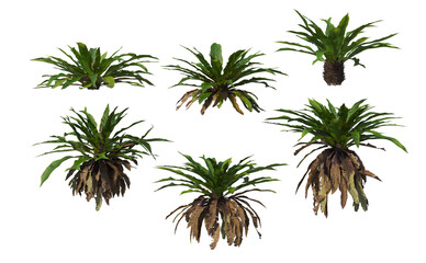 Tropical plants on a white background