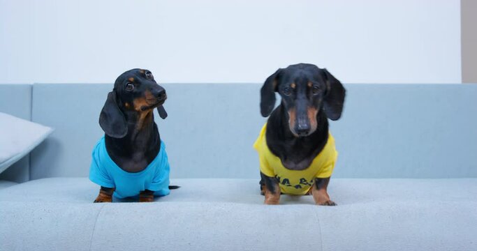 The camera turns to the sofa, where two funny dachshund dogs in colored t-shirts are sitting. Active pets shift impatiently and look expectantly at the owner, front view