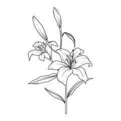 beautiful flower or wild flower drawing