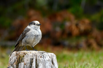 Gray Jay, also Grey Jay, Canada Jay, or Whiskey Jack (Perisoreus canadensis), in British Columbia, Canada