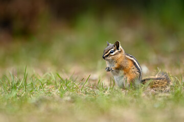 A cute and playful chipmunk running, jumping, sitting and eating on an old tree trunk in E.C. Manning Park, British Columbia, Canada
