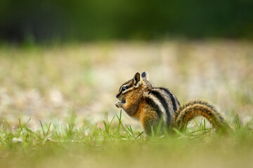 A cute and playful chipmunk running, jumping, sitting and eating on an old tree trunk in E.C. Manning Park, British Columbia, Canada
