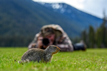 A nature photographer on the ground taking photos of Columbian ground squirrel (Urocitellus...