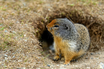 Columbian ground squirrel (Urocitellus columbianus) standing at the entrance of its burrow in...