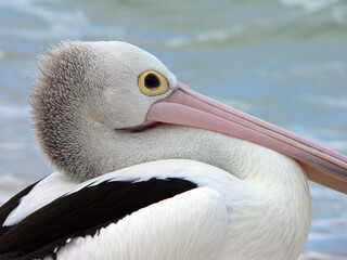 A portrait of an Australian pelican on the beach