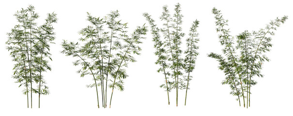 bamboo Split each tree on a white background.