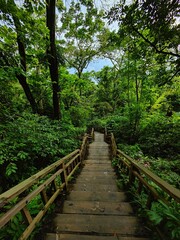 STAIRCASE TO THE FOREST