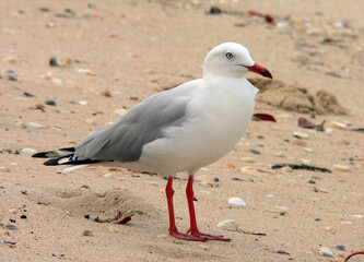A silver gull bird standing on a beach