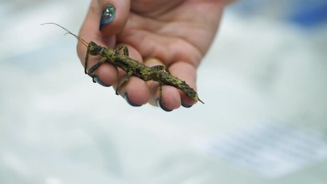 slow motion of a lady with colourful nails holding a stick insect in her hand