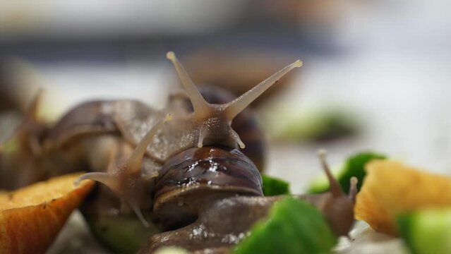 Slimy Giant snails crawl over each other to share on the rotting fruit