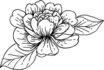 handrawn flower line art