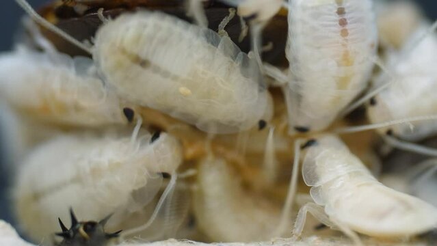 A freshly hatched litter of baby hissing cockroaches crawling over their mother