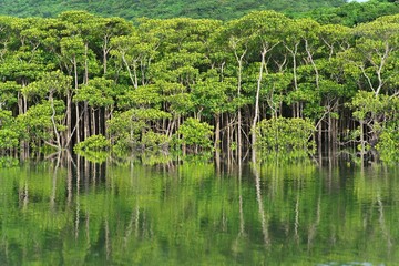Okinawa,Japan - July 2, 2022: Mangrove forest in the morning on Maira river in Iriomote island,...
