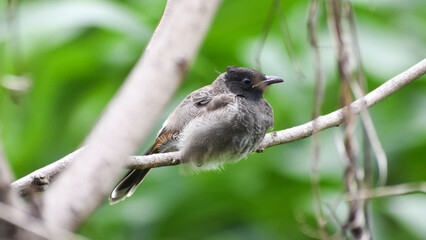 A Red-vented Bulbul bird (Pycnonotus Cafer) sitting on the tree branch and relaxing in the jungle