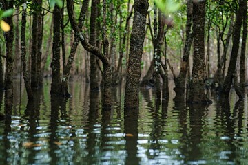 Okinawa,Japan - July 2, 2022: Mangrove forest in the morning on Maira river in Iriomote island, Okinawa, Japan 
 - obrazy, fototapety, plakaty