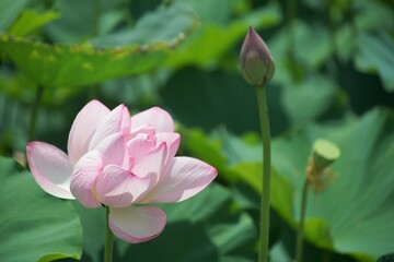 東寺の蓮の花