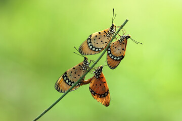 Fototapeta premium butterfly on leaf