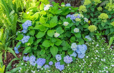 Blooming vibrant colorful Hydrangea flowers