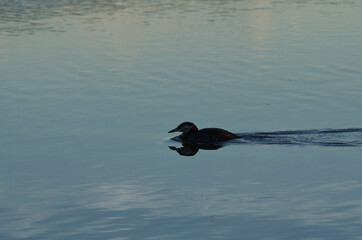 A Red-necked Grebe in the Water
