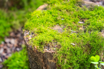 Moss is used for gardens and bonsai as a aesthetic sense