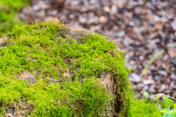 Moss is used for gardens and bonsai as a aesthetic sense