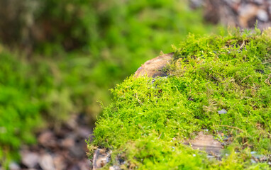 Moss is used for gardens and bonsai as a aesthetic sense