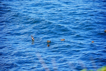 Atlantic ocean waves and rock beach along coastline in Portland, Maine, USA