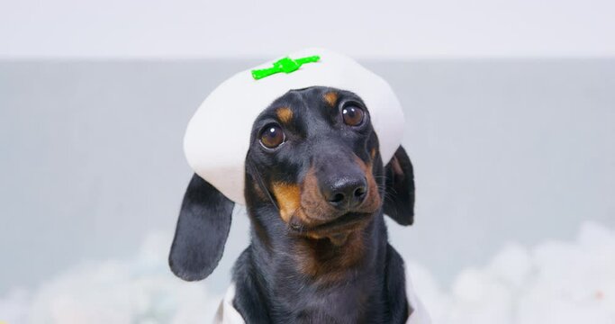 Black dachshund dog dressed as doctor looks at camera licking mouth on grey background. Portrait of pet sitting near toy stuffing closeup