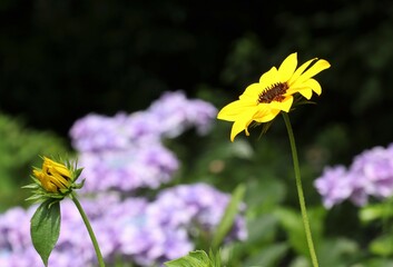 小さな黄色い花と背景に紫陽花