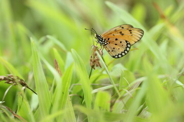 butterfly on a green leaf