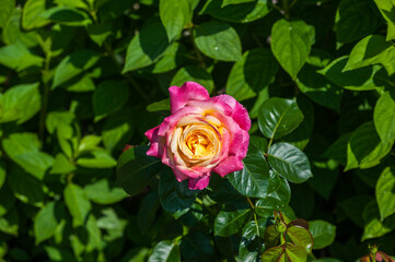 A beautiful lonely rose in leaves