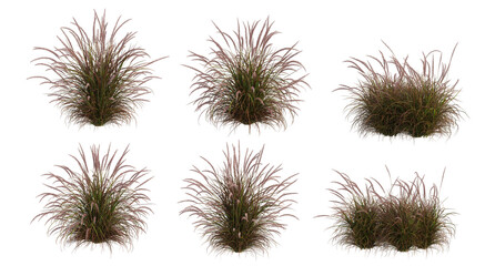 Obraz premium Grass blossoms on a white background