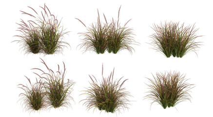 Grass blossoms on a white background