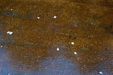 Leaves are lying on the wet road