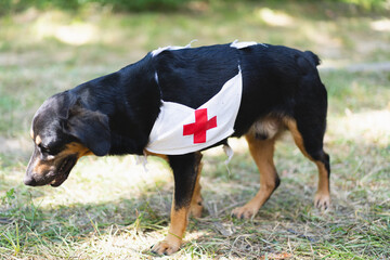 A black dog with a red cross sign. Pet First Aid