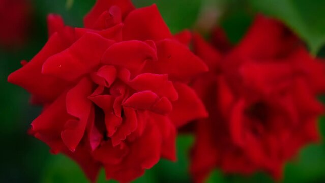 Blured close up beautiful dark red Rose