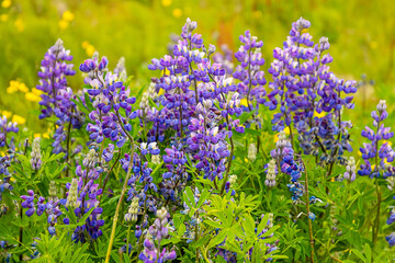 Beautiful blue-purple lupine wildflowers blooming in a meadow, as a nature background