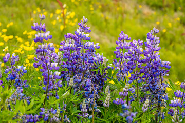 Obraz premium Beautiful blue-purple lupine wildflowers blooming in a meadow, as a nature background