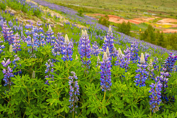 Beautiful blue-purple lupine wildflowers blooming in a meadow, as a nature background