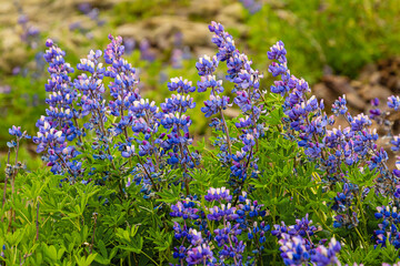 Beautiful blue-purple lupine wildflowers blooming in a meadow, as a nature background
