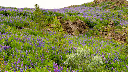 Panoramic view of Lupin fields in rural Iceland